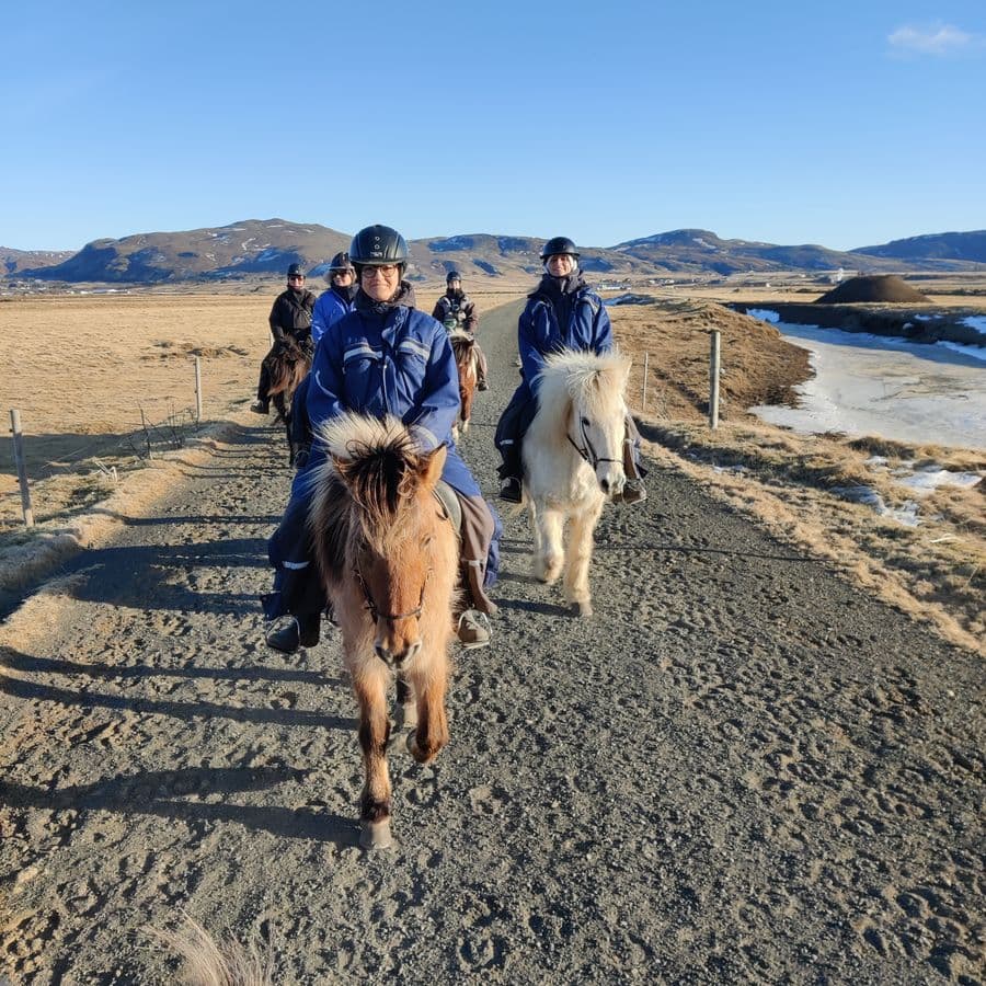 Icelandic Horse Riding and Whale Watching Tour from Reykjavik: photo supplied by the booking partner