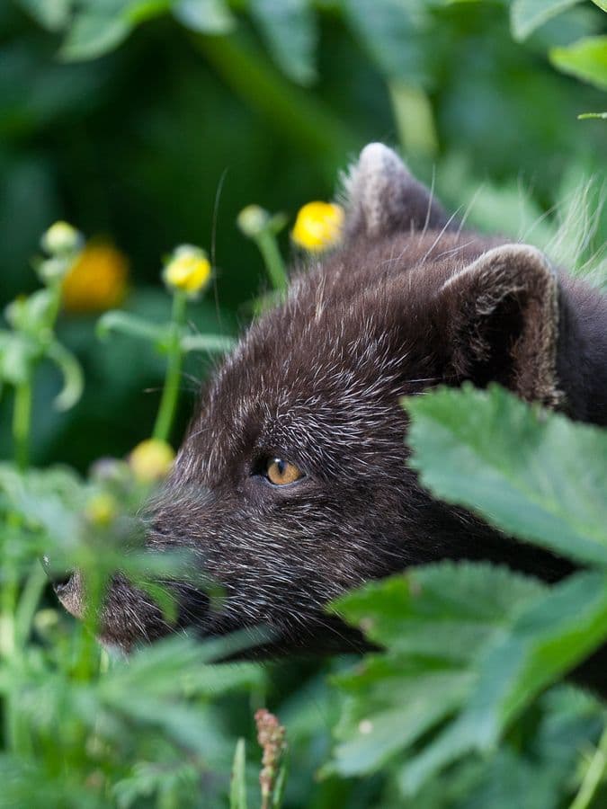 Wildlife and Arctic Foxes: photo supplied by the booking partner