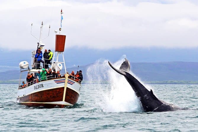 Traditional Whale Watching from Húsavík by Local Family Company: supplier photo 2