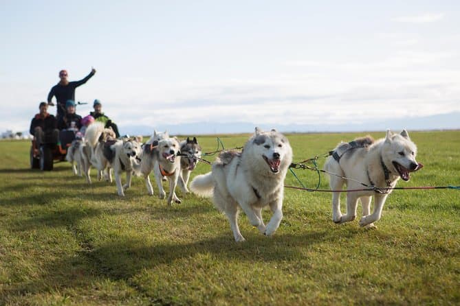Dogsledding Husky Ride in Iceland, nearby Reykjavik: photo supplied by the booking partner
