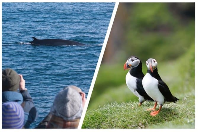 Two-In-One: Whale & Puffin Watching Tours from Reykjavik: supplier photo 2