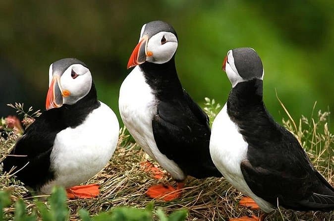 1 Hour Puffins and Reykjavík Bay Sailing: photo supplied by the booking partner