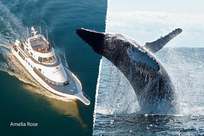 Whale Watching Cruise on a Yacht in Reykjavik: supplier photo 2