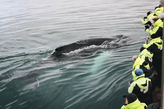 Whale Watching in Husavik: photo supplied by the booking partner