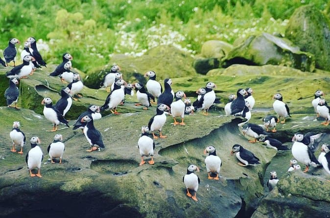 Puffin Tour by RIB Speedboat — Express Tour from Reykjavík: supplier photo 3