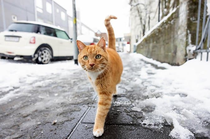 Private Reykjavik Cat Walking Tour: supplier photo 2