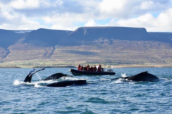 RIB boat express: Whales, Eyjafjord and Akureyri: supplier photo 2