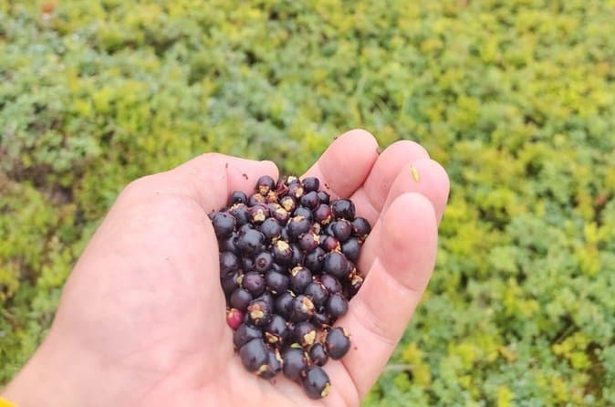 Wildflower and Foraging Walk in Ísafjörður: photo supplied by the booking partner