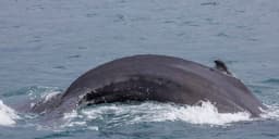 A humpback whale surfacing off the Icelandic coast