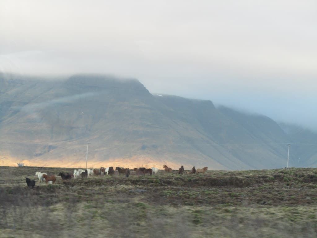 An Icelandic horse standing in open pasture