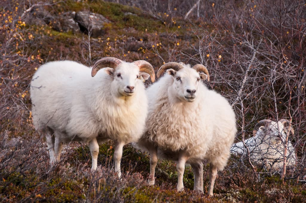Icelandic sheep grazing on a green hillside