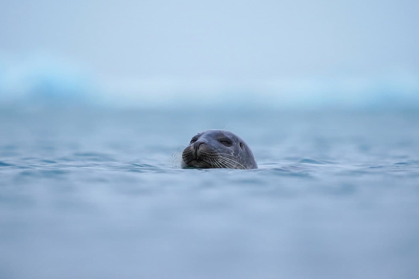A seal among floating icebergs in the Jokulsarlon glacier lagoon