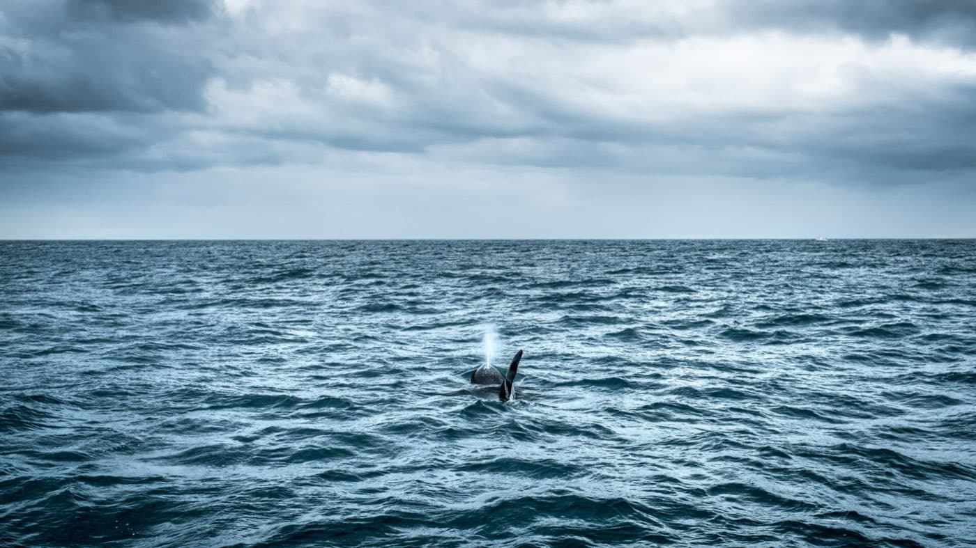 An orca breaking the surface in Icelandic coastal water