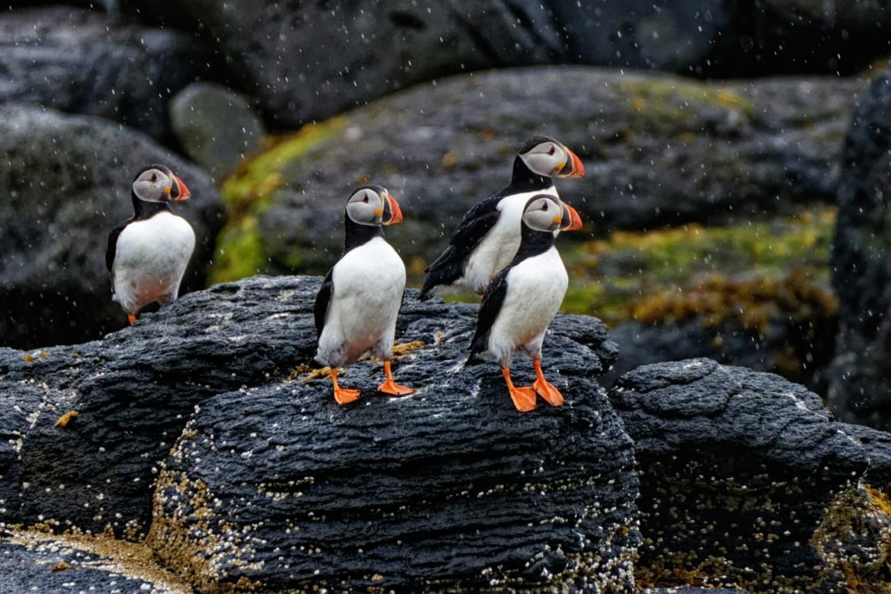 Atlantic puffins on a grassy Icelandic sea cliff