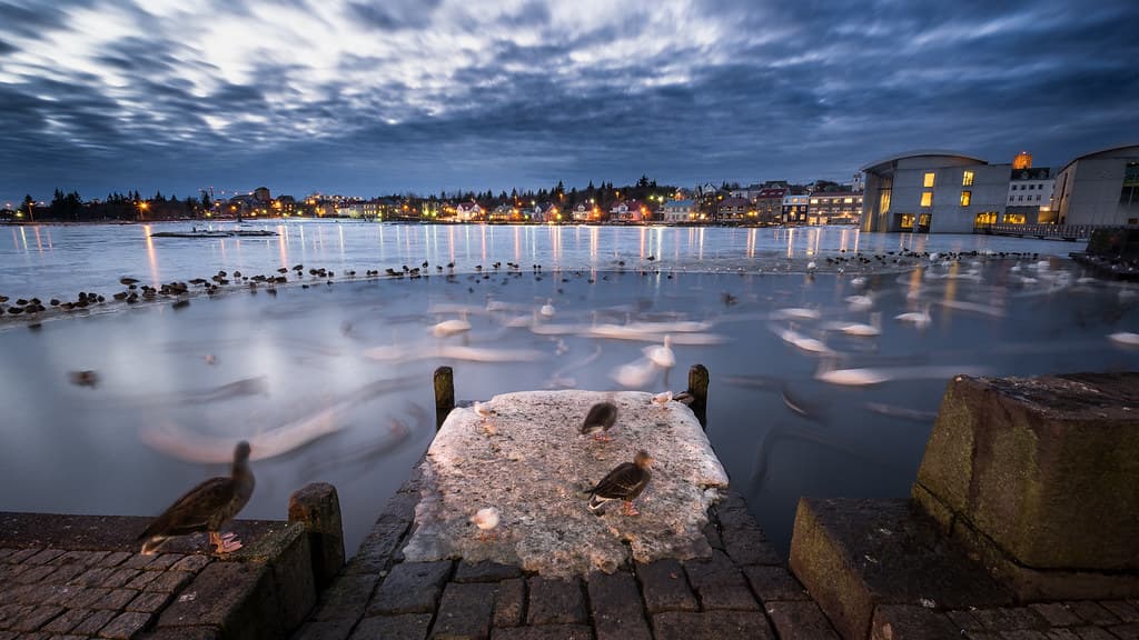 Ducks and swans on Tjornin pond by Reykjavik city hall