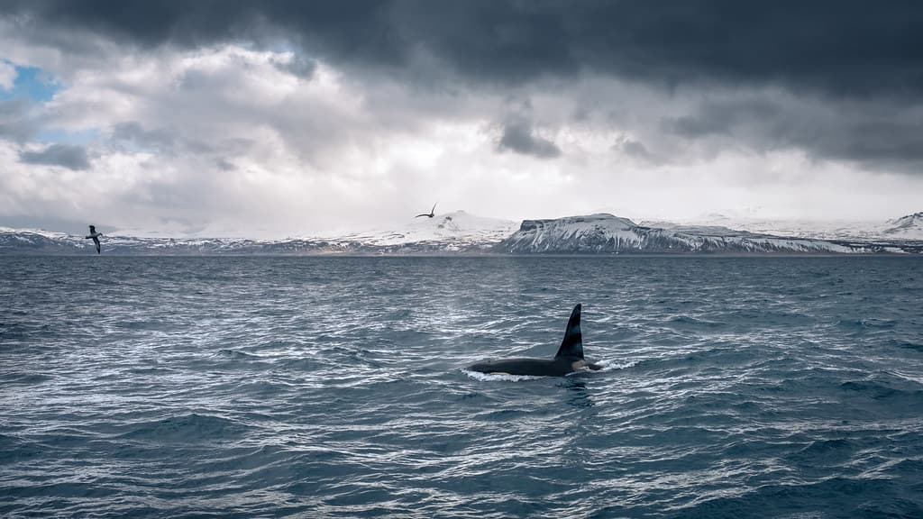 A whale-watching boat with passengers on deck off the Icelandic coast
