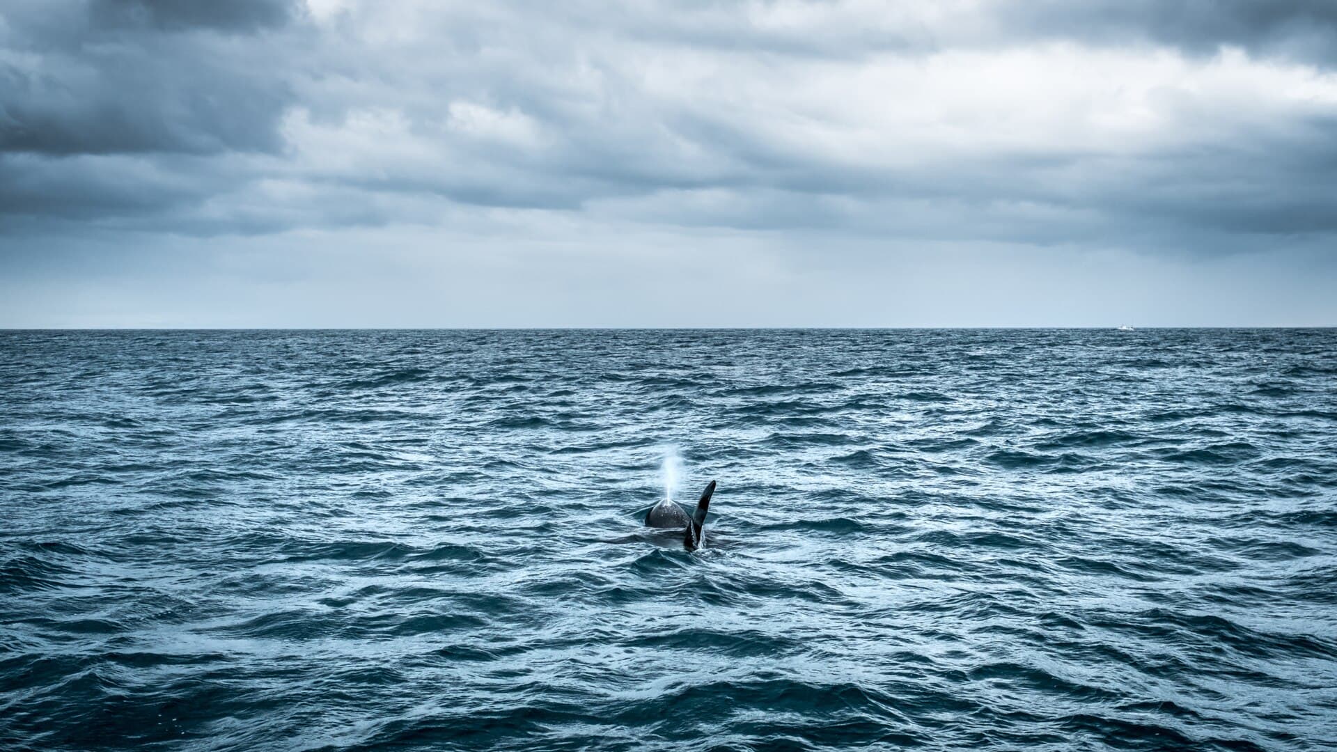 A whale tail raised above the water beside a whale-watching boat