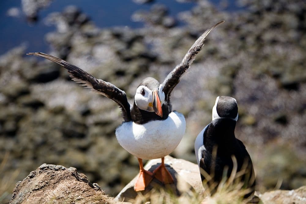 BIRD CLIFFS & BEAUTIFUL BEACHES - biking: supplier photo