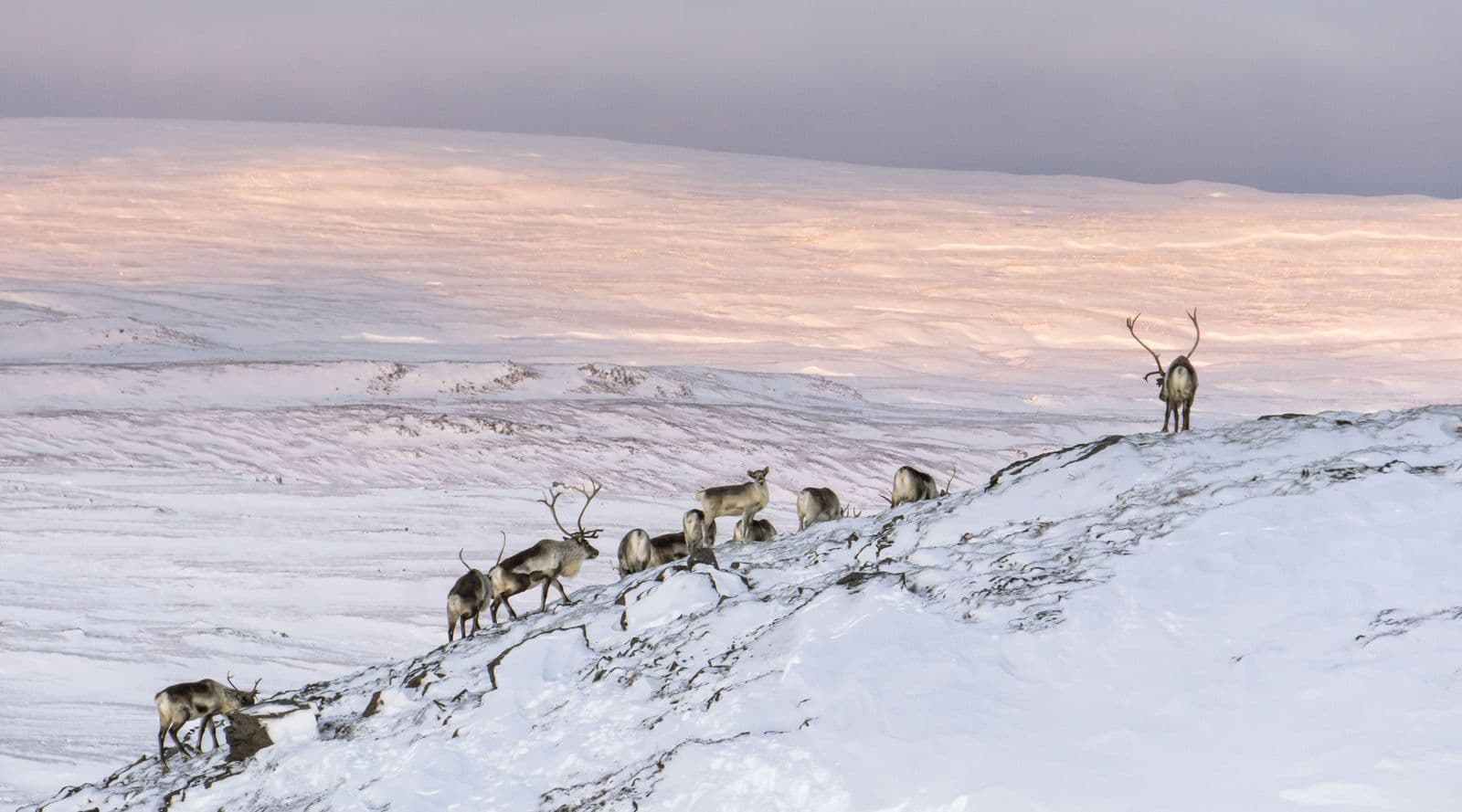 Wild Reindeer Experience: photo supplied by the booking partner