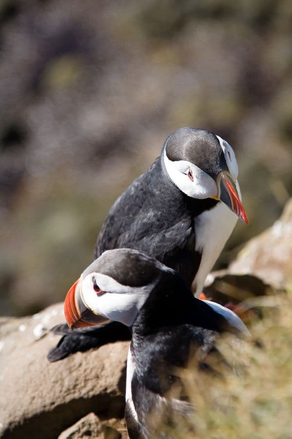 THE WONDER WORLD OF LÁTRABJARG - hiking: photo supplied by the booking partner