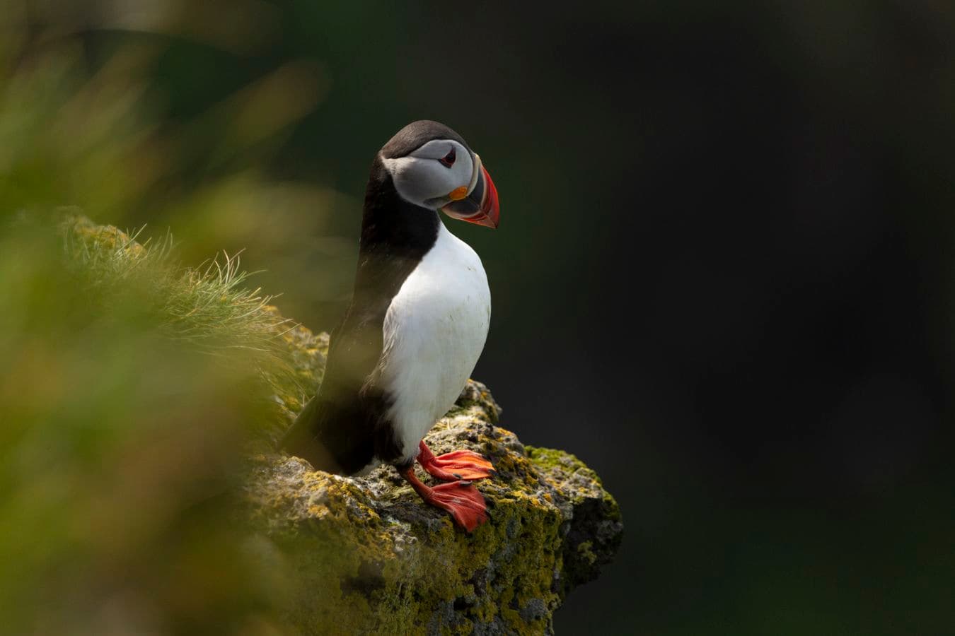 Private Westman Islands: Volcano, Wildlife and Scenic Views: supplier photo 2