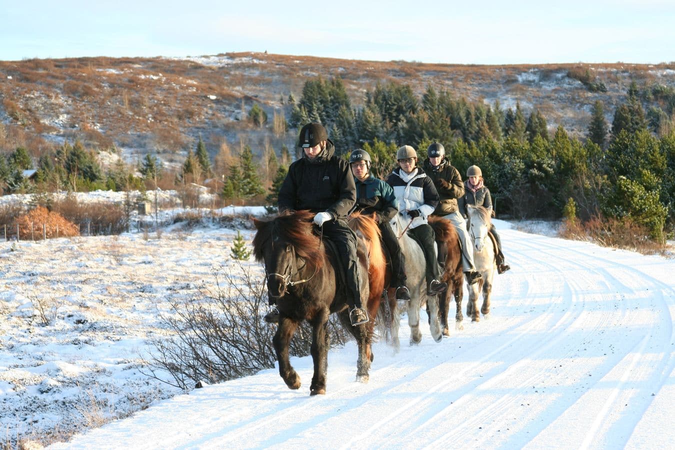 Icelandic Horseback Riding Tour with Pickup Option from Reykjavik: supplier photo 2