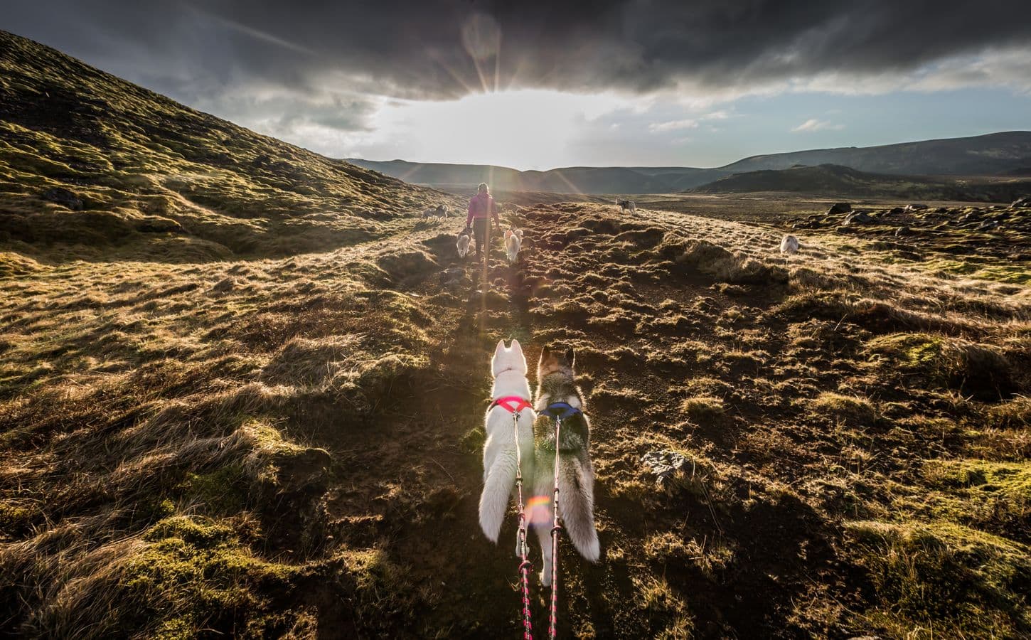 Hiking with Husky in Akureyri (private): photo supplied by the booking partner