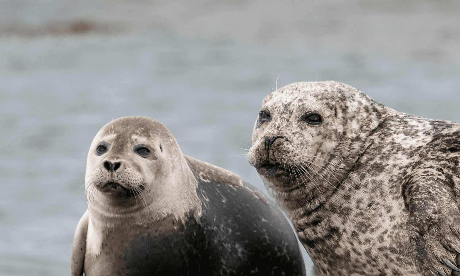 Snaefellsnes Peninsula Full Day Private Tour from Reykjavik: supplier photo 3