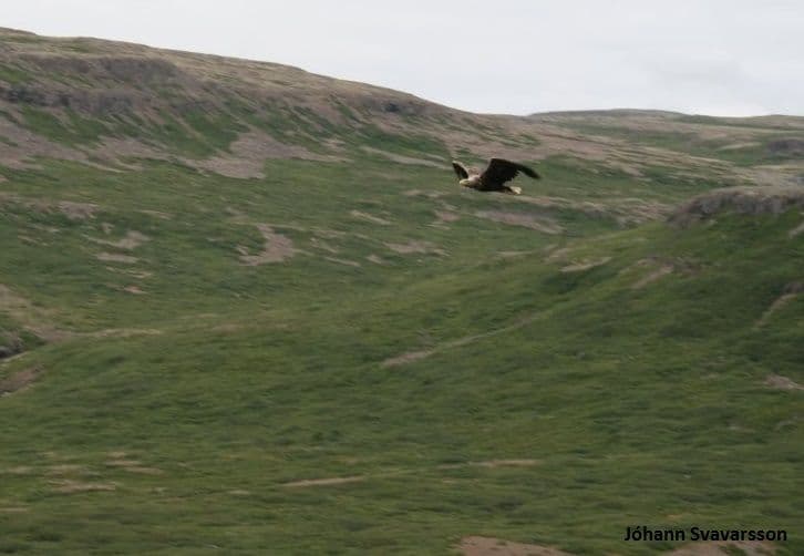 BIRD WATCHING - puffins and more: photo supplied by the booking partner