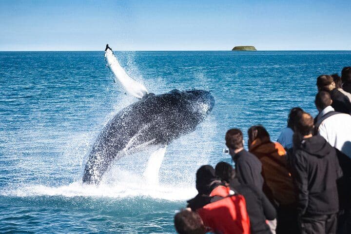 Traditional Whale Watching from Húsavík by Local Family Company: photo supplied by the booking partner
