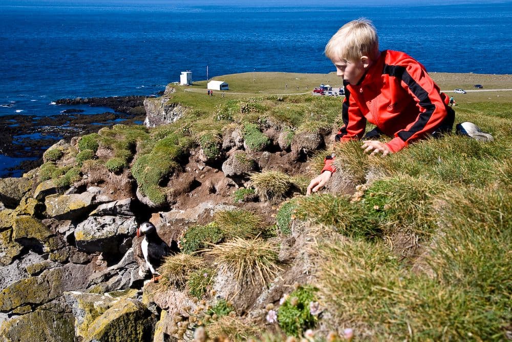 GRAND WEST - Látrabjarg, Rauðasandur & more: photo supplied by the booking partner