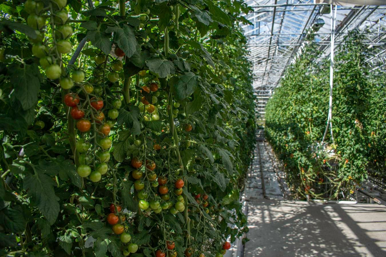 Iceland's Golden Circle and Fridheimar Tomato Farm Lunch: supplier photo 2
