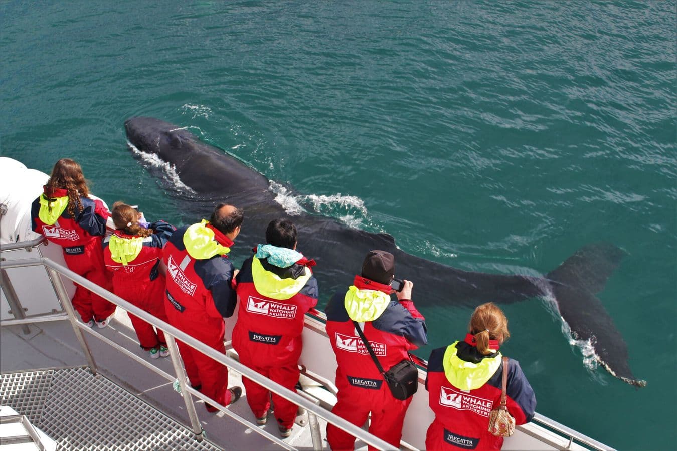 Akureyri Classic Whale Watching: photo supplied by the booking partner