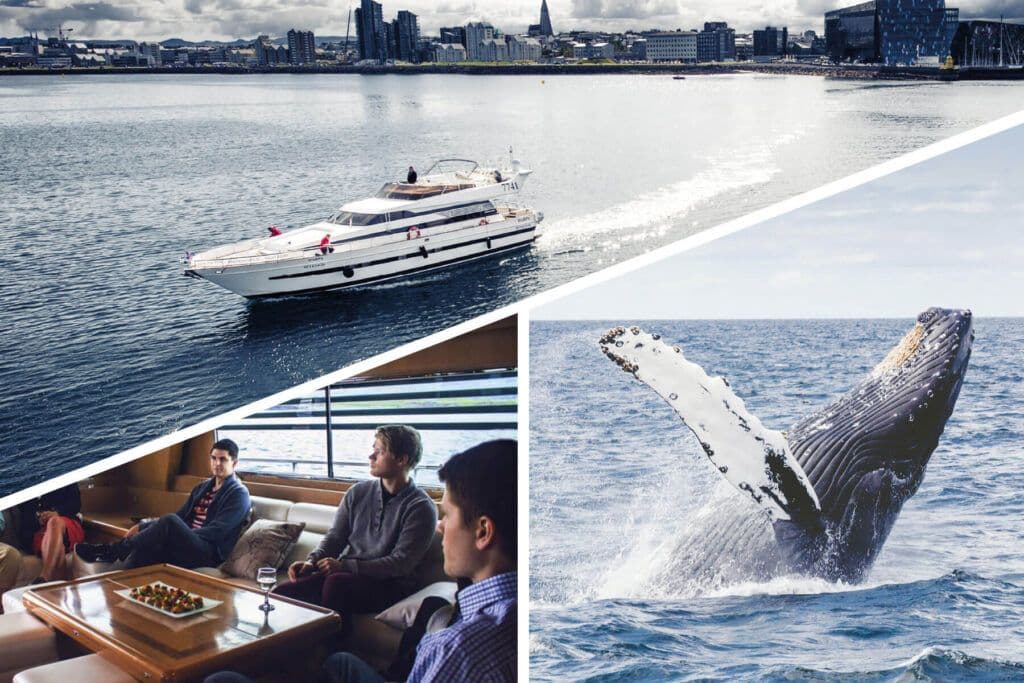 Whale Watching & Dolphin Yacht Cruise: photo supplied by the booking partner
