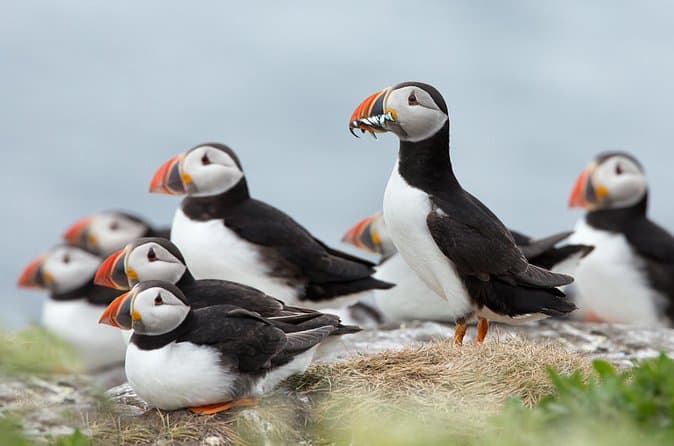 Reykjavik Shore Excursion: Puffin Sightseeing Cruise: photo supplied by the booking partner