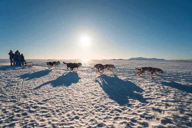 Small-Group Dog Sled-Ride with Transfer Service: photo supplied by the booking partner