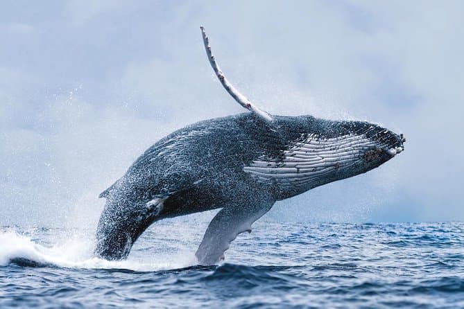 Whale Watching Tour with Professional Guide from Reykjavik: supplier photo 2