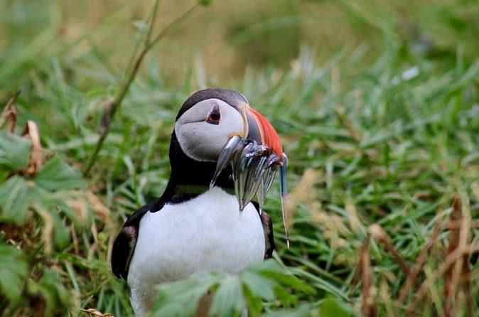 Classic Puffin Watching Cruise from Downtown Reykjavík: supplier photo 2