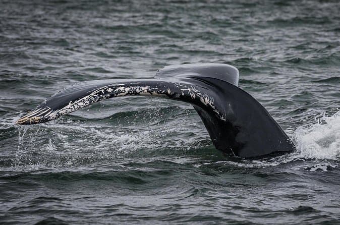 Icelandic Horse Riding and Whale Watching Tour from Reykjavik: supplier photo 2