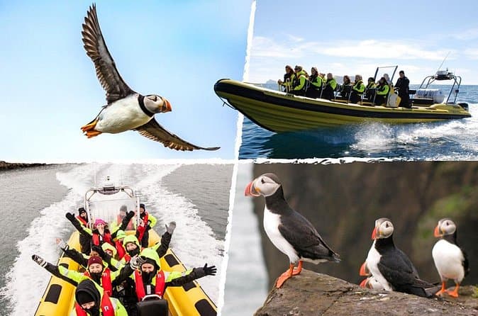 Puffin Tour by RIB Speedboat from Downtown Reykjavik: photo supplied by the booking partner