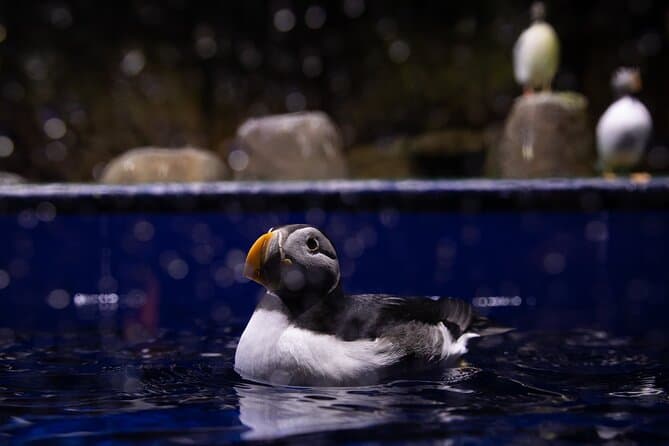 Beluga and Puffin Sanctuary Visitor Centre with Aquarium: photo supplied by the booking partner