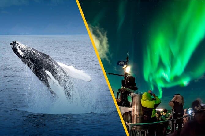 Iceland Super Saver: Northern Lights Cruise plus Whale-Watching Tour from Reykjavik: supplier photo 2