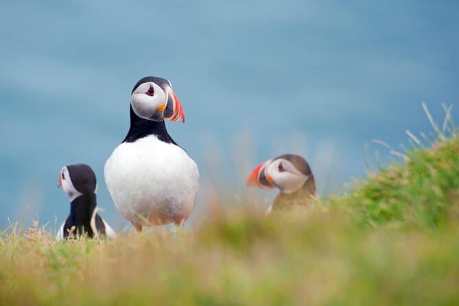 Full Day Private Westman Island Tour from Reykjavik: supplier photo 2