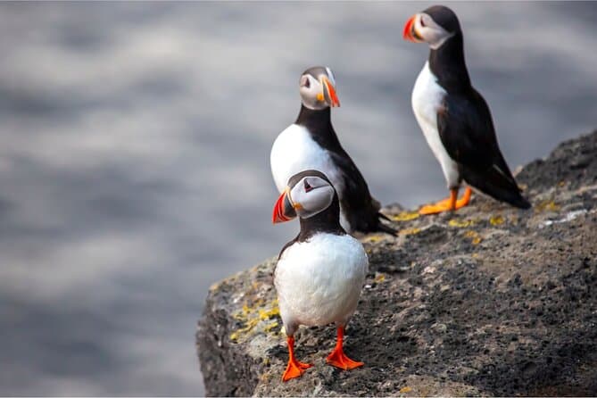 Vestmannaeyjar, Puffins & Volcanoes Small Group Day Tour: supplier photo 2
