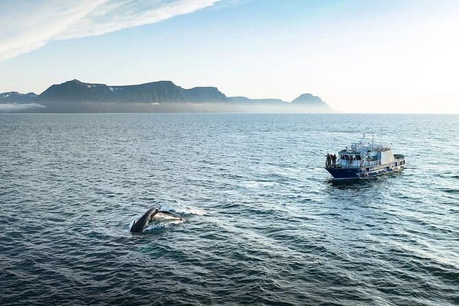 Westfjords Whale Watching: supplier photo 2