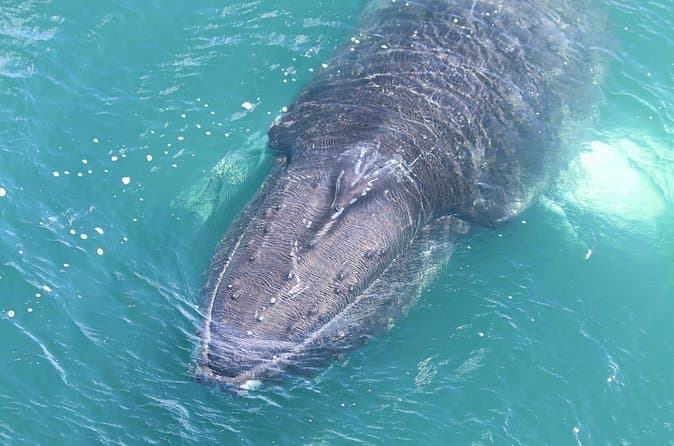Whale Watching from Downtown Akureyri: supplier photo 2