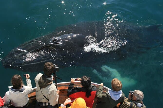 Classic Whale Watching from Dalvík Near Akureyri north Iceland: supplier photo 2