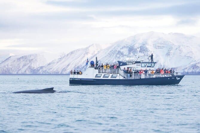 Húsavík: Whale Watching Tour with Heated Indoor Seating: photo supplied by the booking partner