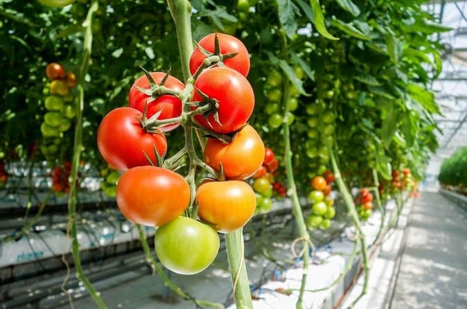 Private Golden Circle Tour with Frioheimar Greenhouse Visit: supplier photo 3
