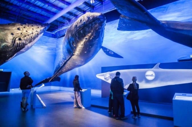 Whales of Iceland: An Ocean Giants Experience: supplier photo